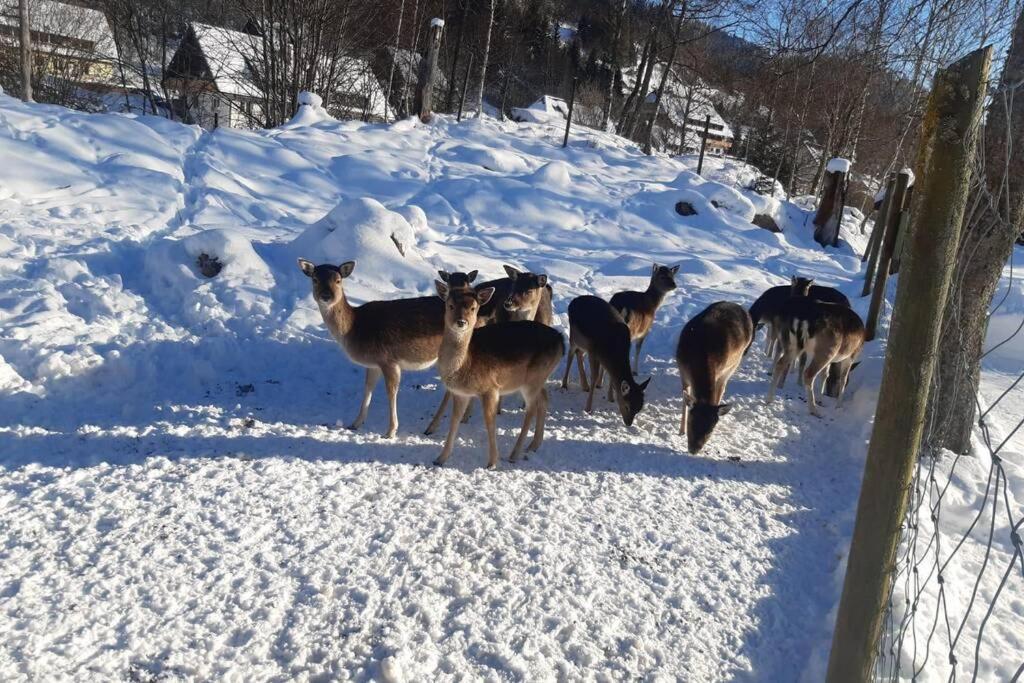 Gemütliche Ferienwohnung in Sankt Blasien Exterior foto