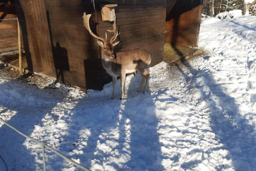 Gemütliche Ferienwohnung in Sankt Blasien Exterior foto